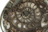 Polished Fossil Ammonite (Dactylioceras) Half - England #240744-1